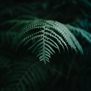 Preview wallpaper fern, branch, macro, plant