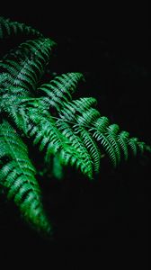 Preview wallpaper fern, branch, macro, plant, dark