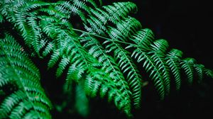 Preview wallpaper fern, branch, macro, plant, dark