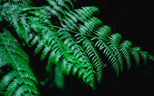 Preview wallpaper fern, branch, macro, plant, dark