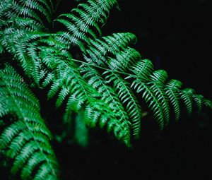 Preview wallpaper fern, branch, macro, plant, dark