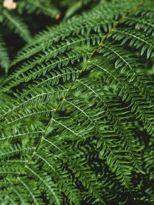 Preview wallpaper fern, branch, macro, plant, green