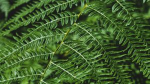 Preview wallpaper fern, branch, macro, plant, green