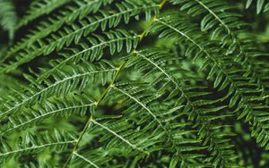 Preview wallpaper fern, branch, macro, plant, green