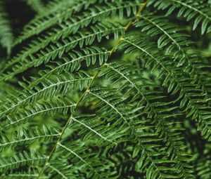 Preview wallpaper fern, branch, macro, plant, green