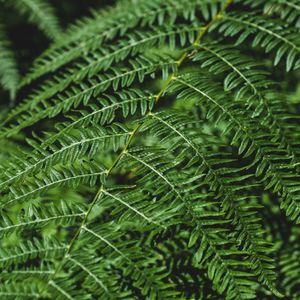 Preview wallpaper fern, branch, macro, plant, green
