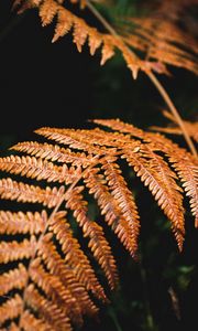 Preview wallpaper fern, branch, macro, plant, dry