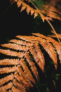 Preview wallpaper fern, branch, macro, plant, dry