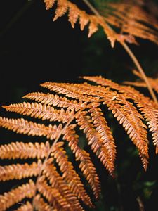 Preview wallpaper fern, branch, macro, plant, dry