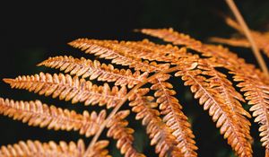 Preview wallpaper fern, branch, macro, plant, dry