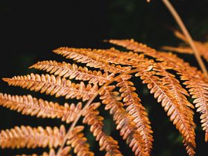 Preview wallpaper fern, branch, macro, plant, dry