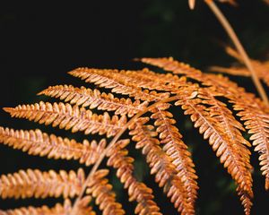 Preview wallpaper fern, branch, macro, plant, dry