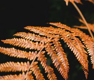 Preview wallpaper fern, branch, macro, plant, dry