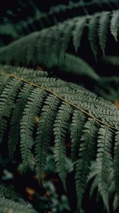 Preview wallpaper fern, branch, macro, plant, leaves
