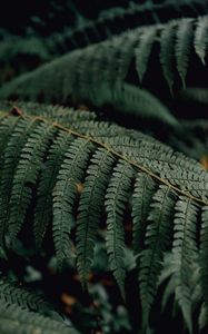 Preview wallpaper fern, branch, macro, plant, leaves