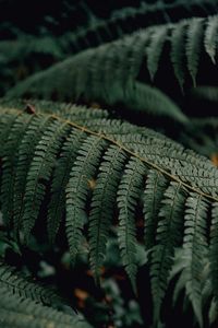 Preview wallpaper fern, branch, macro, plant, leaves