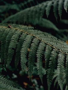 Preview wallpaper fern, branch, macro, plant, leaves