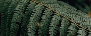 Preview wallpaper fern, branch, macro, plant, leaves