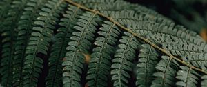 Preview wallpaper fern, branch, macro, plant, leaves