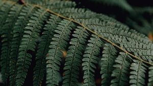 Preview wallpaper fern, branch, macro, plant, leaves