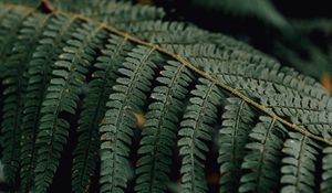 Preview wallpaper fern, branch, macro, plant, leaves