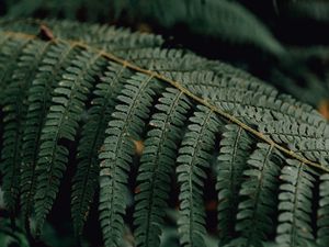 Preview wallpaper fern, branch, macro, plant, leaves