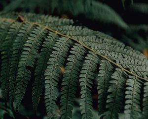 Preview wallpaper fern, branch, macro, plant, leaves