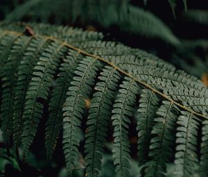 Preview wallpaper fern, branch, macro, plant, leaves