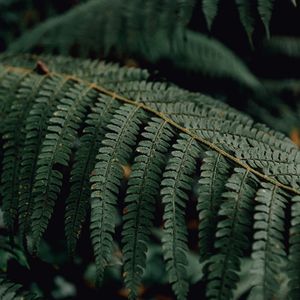 Preview wallpaper fern, branch, macro, plant, leaves