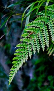 Preview wallpaper fern, branch, macro, leaves