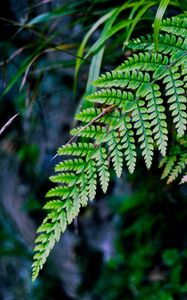 Preview wallpaper fern, branch, macro, leaves