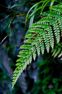 Preview wallpaper fern, branch, macro, leaves