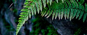 Preview wallpaper fern, branch, macro, leaves