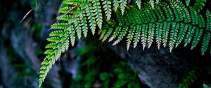 Preview wallpaper fern, branch, macro, leaves