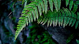 Preview wallpaper fern, branch, macro, leaves