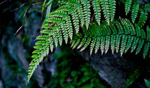 Preview wallpaper fern, branch, macro, leaves