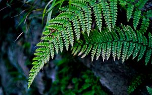 Preview wallpaper fern, branch, macro, leaves
