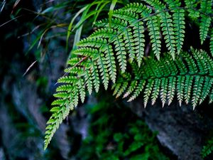 Preview wallpaper fern, branch, macro, leaves