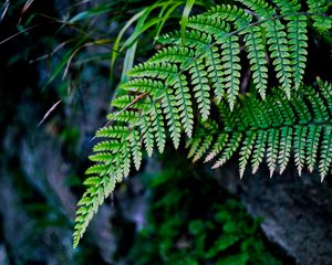 Preview wallpaper fern, branch, macro, leaves