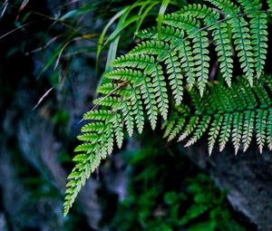 Preview wallpaper fern, branch, macro, leaves