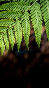 Preview wallpaper fern, branch, macro, leaves, blur