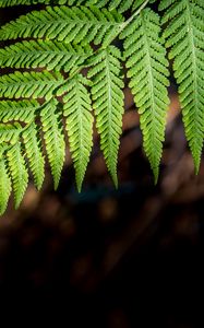 Preview wallpaper fern, branch, macro, leaves, blur