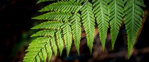 Preview wallpaper fern, branch, macro, leaves, blur