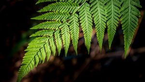 Preview wallpaper fern, branch, macro, leaves, blur