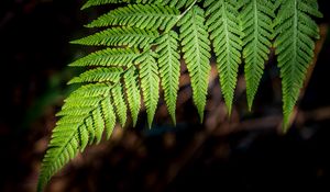 Preview wallpaper fern, branch, macro, leaves, blur