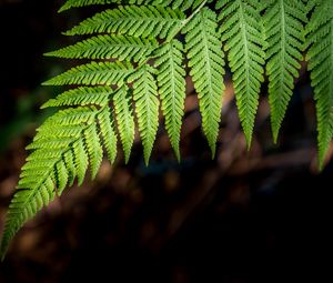 Preview wallpaper fern, branch, macro, leaves, blur