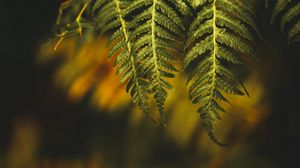 Preview wallpaper fern, branch, plant