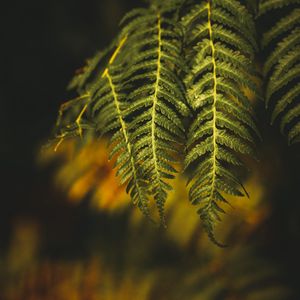 Preview wallpaper fern, branch, plant