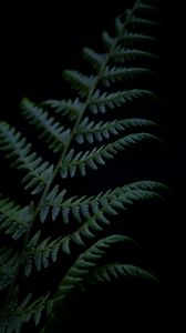 Preview wallpaper fern, branch, plant, dark