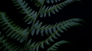 Preview wallpaper fern, branch, plant, dark